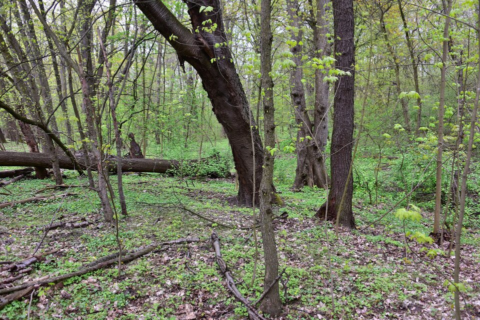 Na zdjęciu wnętrze lasu. Na ziemi pomiędzy suchymi liśćmi rosną małe rośliny o zielonych liściach. Drzewa liściaste kilku gatunków rosną w różnych odległościach od siebie. Kilka drzew ma grube pnie, większość jednak to drzewa młode, o wąskich pniach.