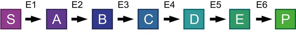 Schemat przedstawia szlak metaboliczny. Zapis w szeregu jest następujący: S strzałka w prawo, nad strzałką E1.  A strzałka w prawo, nad strzałką E2.  B strzałka w prawo, nad strzałką E3. C strzałka w prawo, nad strzałką E4. D strzałka w prawo, nad strzałką E5. E strzałka w prawo, nad strzałką E6. P. 