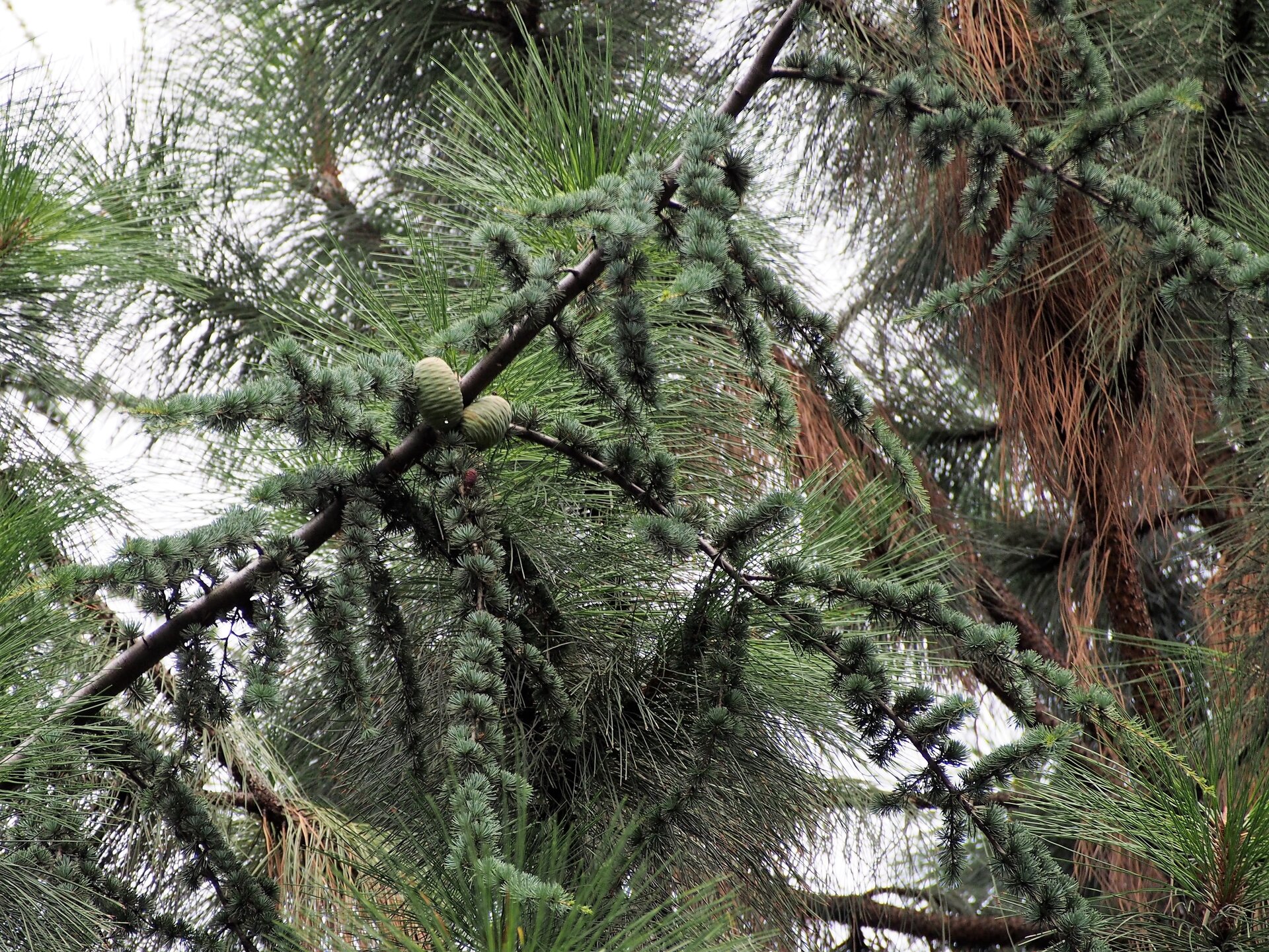Grafika przedstawia gałęź cedru atlaskiego. Jest ona rozłożysta, ciemnobrązowa, pokryta pierzastymi, niebiesko‑zielonymi igłami oraz posiada jajowate, żółte szyszki.