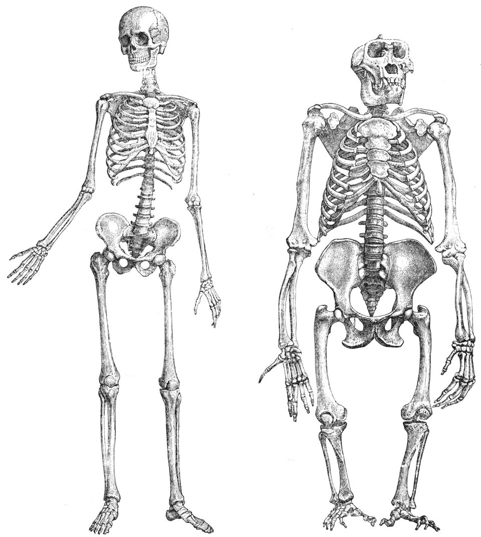 Ilustracja przedstawia porównanie szkieletu człowieka oraz szympansa. U człowieka szkielet jest mniej masywny niż u szympansa. Szczególnie miednica jest szersza u szympansa. Kończyny górne są dłuższe od dolnych. Sięgają do kolan. Szyja jest krótsza niż u człowieka. Czaszka większa. Człowiek jest wyższy. 