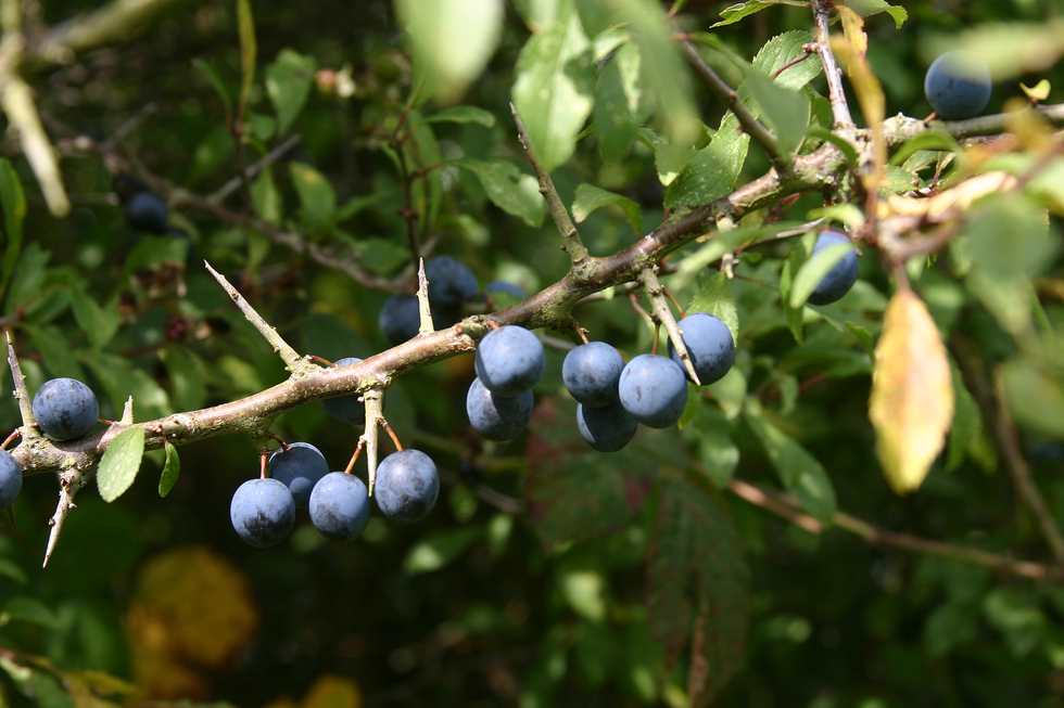 Fotografia przedstawia gałązkę tarniny z fioletowymi, kulistymi owocami. Z gałązki sterczą długie, ostre, twarde ciernie. Są to przekształcone fragmenty pędu.