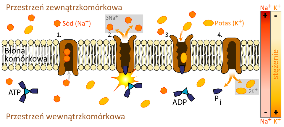 Rysunek przedstawia schemat działania pompy sodowo‑potasowej. Umożliwia ona aktywny transport kationów potasu do wewnątrz komórki, a kationów sodu na jej zewnątrz. Ukazana jest błona komórkowa złożona z dwóch warstw ułożonych pionowo fosfolipidów, które zbudowane są z dwóch pałeczkowatych struktur zakończonych kulistą strukturą. W przestrzeni zewnątrzkomórkowej znajdują się dwie substancje: sód i potas. W etapie pierwszym i drugim związanie Na+ przez białko pompy w przestrzeni wewnątrzkomórkowej przy aktywacji ATP prowadzi do zmiany struktury przestrzennej pompy, w wyniku czego Na+ przeniesione zostaje na zewnątrz błony. Z kolei w etapie trzecim i czwartym związanie K+ w przestrzeni zewnątrzkomórkowej i związana z tym defosforylacja umożliwiają pompie powrót do jej wyjściowej struktury przestrzennej. Prowadzi to do przeniesienia K+ przez błonę komórkową i uwolnienia go do cytozolu. W każdym cyklu trzy jony sodu opuszczają komórkę, a dwa jony potasu do niej wnikają. W wyniku tych procesów, gdy stężenie sodu rośnie, maleje stężenie potasu i na odwrót.