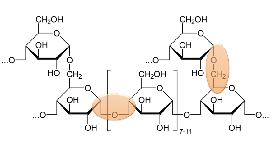 Grafika przedstawia łańcuch wielocukru.  Łańcuch ten składa się z łańcucha głównego, w którym poszczególne cukry połączone są przy pomocy wiązania alfa 1,4‑glikozydowym, oraz łańcucha bocznego, w którym poszczególne pierścienie cukrów połączone są ze sobą za pomocą wiązań alfa 1,6‑glikozydowych. 
