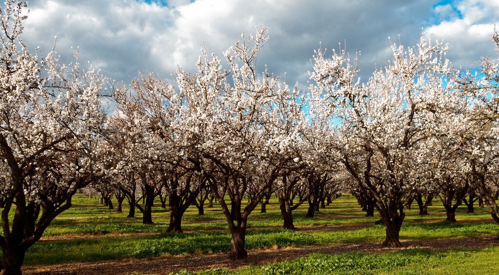 Zdjęcie przedstawia  kwitnący wiosną sad. Drzewa rosną w równych odległościach, są stare i mają rozłożyste korony, ich układ jest rytmiczny.