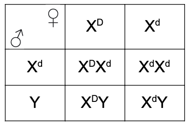 Ilustracja przedstawia szachownicę Punnetta. Ma dwie kolumny i dwa poziome rzędy. W kolumnach są gamety żeńskie, w rzędach męskie. Po połączeniu gamety żeńskiej duża litera X indeks górny duża litera D z gametą męską duża litera X indeks górny mała litera d powstaje genotyp duża litera X indeks górny duża litera D duża litera X indeks górny mała litera d. Po połączeniu gamety żeńskiej o zapisie duża litera X indeks górny duża litera D z gametą męską duża litera Y powstaje osobnik o genotypie duża litera X indeks górny duża litera D duża litera Y. Po połączeniu gamety żeńskiej duża litera X indeks górny mała litera d z gametą męską duża litera X indeks górny mała litera d powstaje genotyp duża litera X indeks górny mała litera d duża litera X indeks górny mała litera d. Po połączeniu gamety żeńskiej duża litera X indeks górny mała litera d z gametą męską duża litera Y powstaje genotyp duża litera X indeks górny mała litera d duża litera Y.   