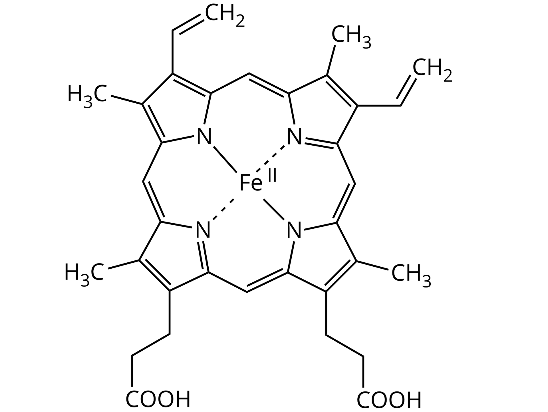 Na ilustracji jest rozbudowany wzór: jon żelaza(II) wiąże się z czterema atomami azotu wchodzącymi w skład pierścieni pięcioczłonych. Dwa atomy azotu tworzą po dwa wiązania pojedyncze z sąsiadującymi atomami węgla, podczas gdy dwa pozostałe atomy azotu tworzą po jednym wiązaniu pojedynczym i podwójnym z sąsiadującymi atomami węgla.