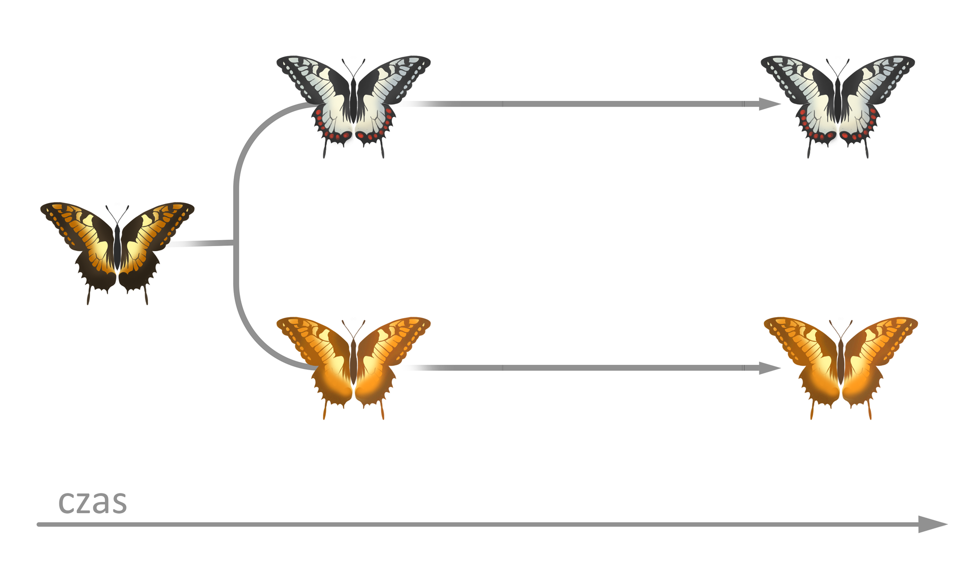 Zdjęcie przedstawia schemat ewolucji motyla. Pierwszym elementem schematu jest motyl o ubarwieniu pomarańczowo - brunatnym z czarna krawędzią skrzydeł. Od niego biegną dwie równoległe linie. W pierwszej linii przedstawiono dwa osobniki motyli. Obydwa osobniki mają ubarwienie wpadające w kolor szary, czarna krawędź skrzydeł przybiera odcień czerwony.    W drugiej linii ewolucji, występują dwa osobniki motyli. Następuję intensyfikacja koloru pomarańczowego w ubarwieniu motyli. Pierwszy i drugi motyl mają ubarwienie pomarańczowo-brunatne. 