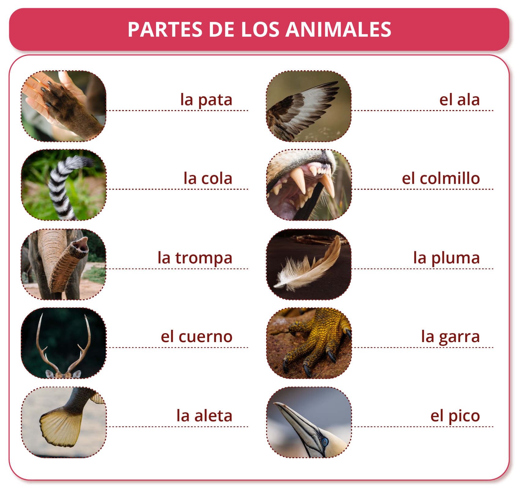 Grafika zawiera nagłówek PARTES DE LOS ANIMALES. Pod spodem widoczne są zdjęcia części ciała zwierząt i ich hiszpańskie nazwy. Łapa psa la pata. Ogon lemura la cola. Trąba słonia la trompa. Poroże el cuerno. Płetwa ryby la aleta. Skrzydło ptaka el ala. Kły drapieżnego kota el colmillo. Ptasie pióro la pluma. Szpony ptaka la garra . Dziób ptaka el pico.