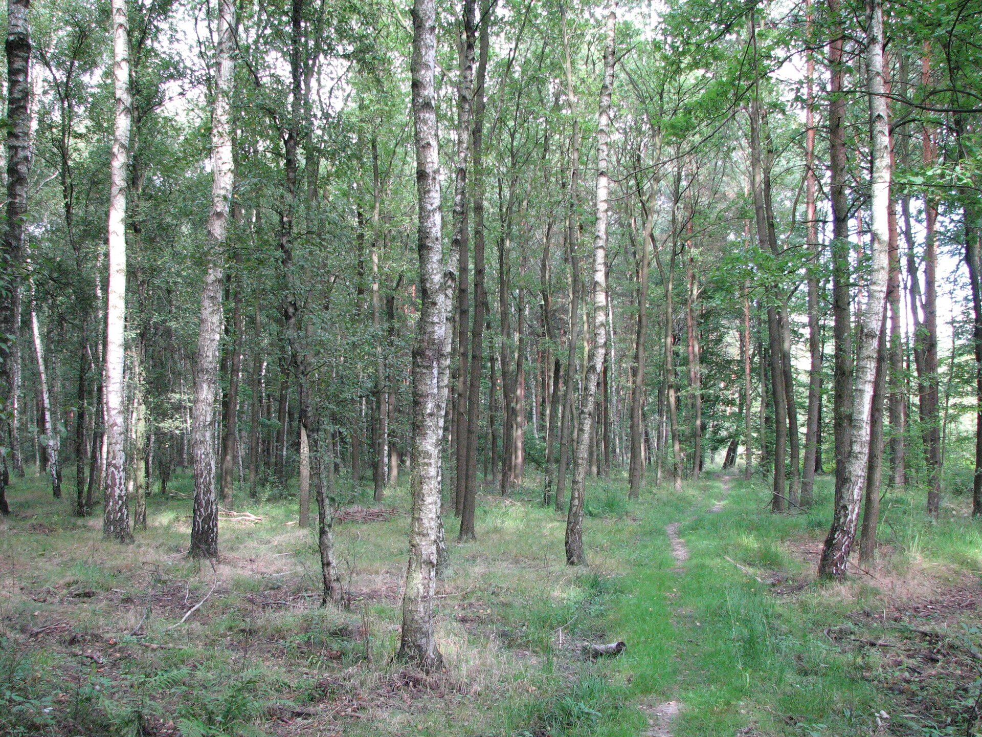 Fotografia gęstego lasu liściastego składającego się głównie z brzóz. Po lewej stronie wąska ścieżka.