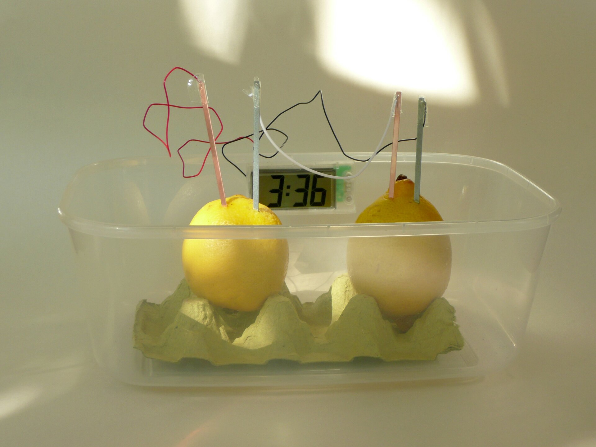Fotografia przedstawia plastikowe przezroczyste pudełko, w którym stworzono baterię z cytryny. Na podkładce z papierowego opakowania po jajkach ustawiono dwie cytryny, w które wbito patyczki połączone ze sobą przewodem.