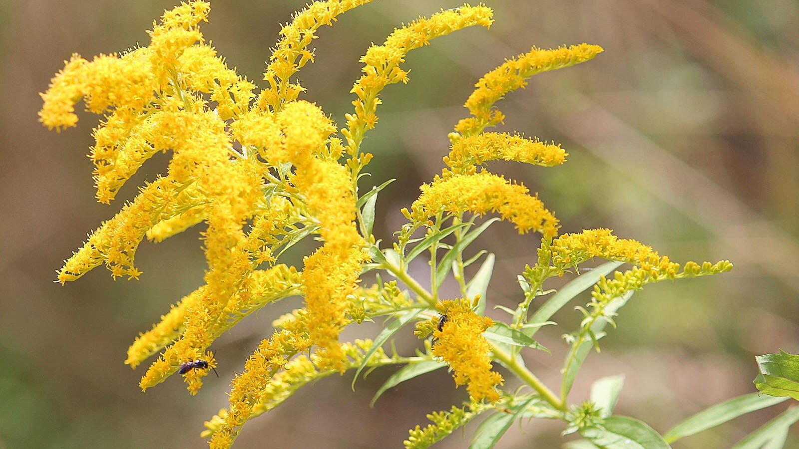 Zdjęcie przedstawia nawłoć kanadyjską. Roślina do 3/4 wysokości porośnięta jest wąskimi, podłużnymi liśćmi, natomiast górną cześć stanowią kwiaty porastające całe odgałęzienia, kwiatostany skupione  w bardzo licznych koszyczkach.