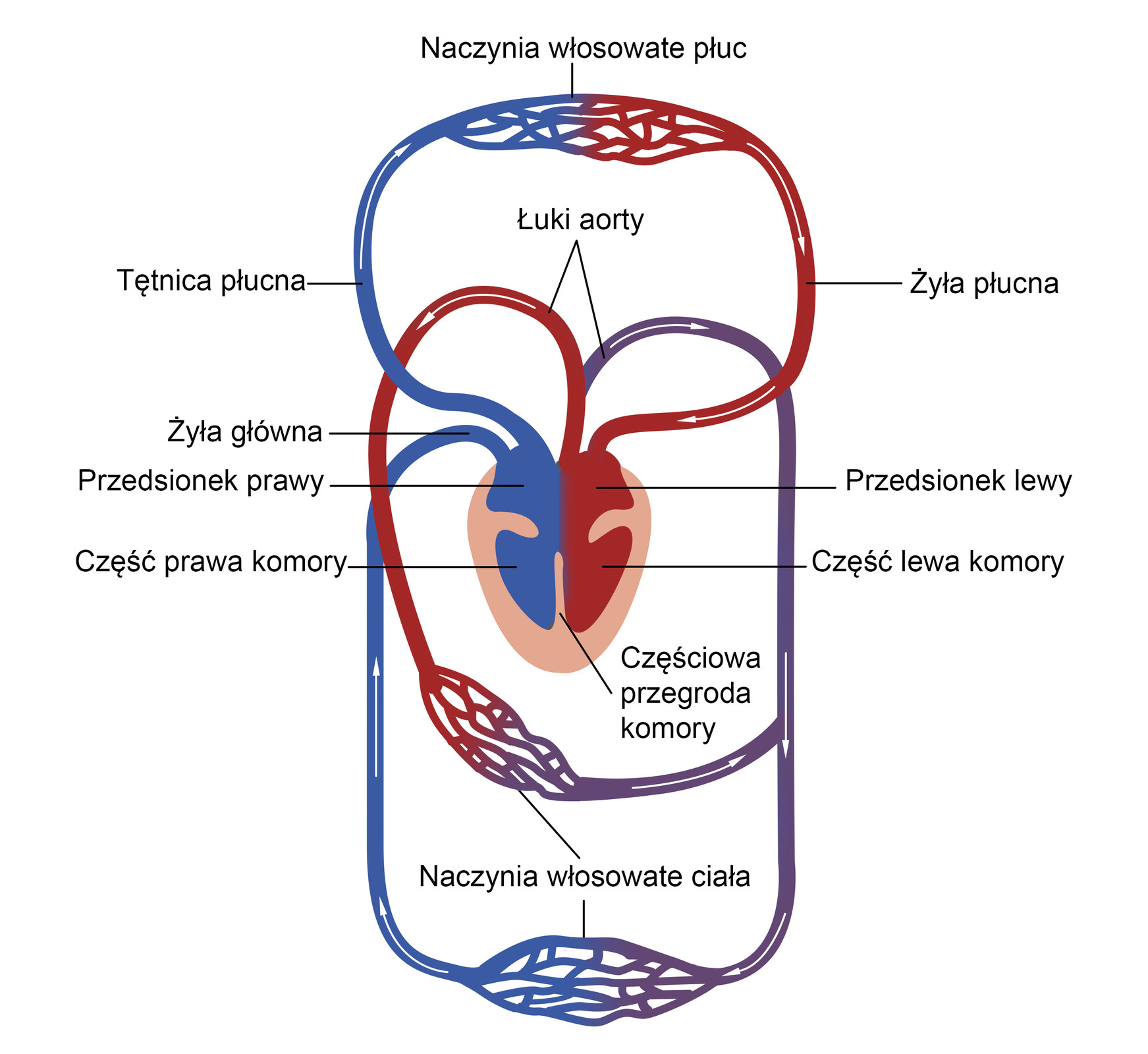 Ilustracja przedstawia układ krwionośny gadów. To obieg zamknięty. Na ilustracji zaznaczono żyłę płucną, tętnicę płucną, łuki aorty leżące nad sercem. Serce zbudowane jest z prawego i lewego przedsionka, pod którymi znajduje się komora z częściową przegrodą dzielącą ją na część prawą i lewą. Prawa część serca – „żylna” – zbiera krew odtlenioną z całego organizmu i tłoczy ją do naczyń płucnych, a lewa strona odbiera natlenowaną krew z płuc i przekazuje do aorty. Poniżej serca zaznaczono naczynia włosowate ciała. Mają postać siateczki naczyń, nad sercem są naczynia włosowate płuc. Naczynia włosowate łączą żyły z tętnicą.