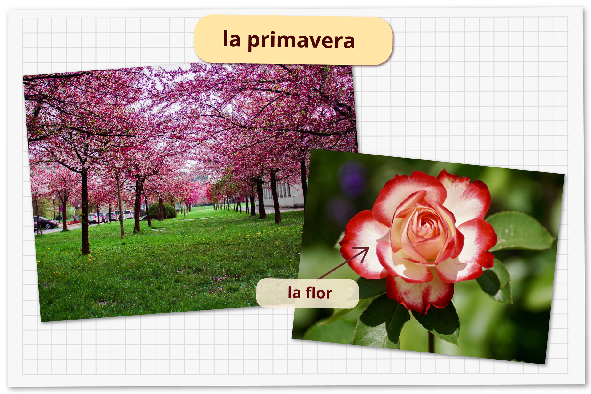 Grafika podpisana la primavera składa się z dwóch zdjęć. Na pierwszym znajduje się widok na ogród pełny kwitnących drzew wiśni japońskiej. Na drugim zdjęciu znajduje się kwiat biało czerwonej róży z podpisem la flor.