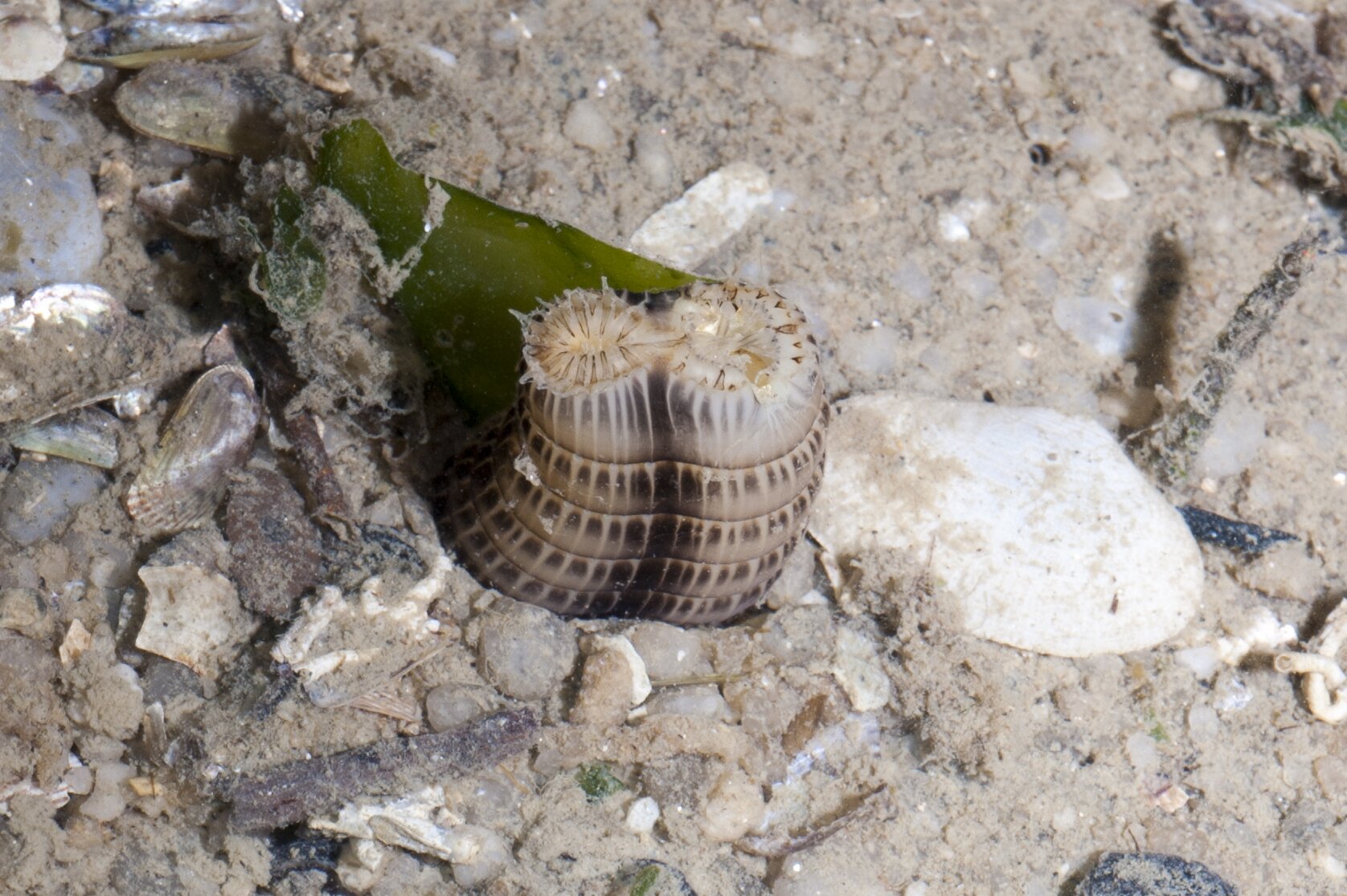Na zdjęciu widoczny jest syfon wpustowy i wypustowe małża. To dwa podłużne, brązowe walce zakończone małymi wyrostkami. Mięczak znajduje się na dnie zbiornika wodnego, widoczne są dookoła niego mniejsze i większe kamienie oraz kawałek zielonej rośliny.