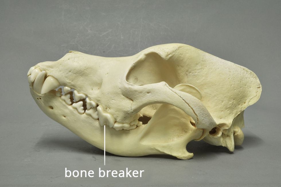 Fotografia przedstawia wypreparowaną czaszkę psa, oglądaną z boku. Na czaszce widać potężne zęby. Szczególnie duże z nich to trzonowce. Jeden z górnych trzonowców podpisany jako łamacz kości. Na ilustracji jest podpis: bone breaker