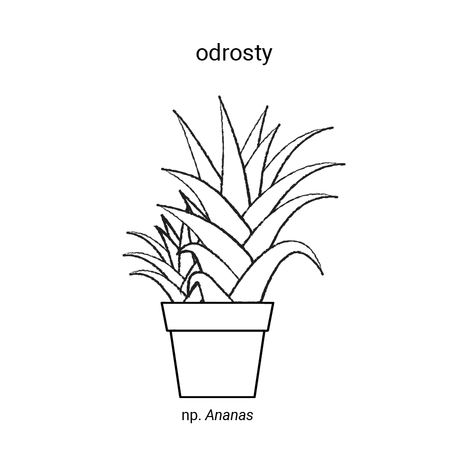 Grafika przedstawia odrosty, np. ananas. Widoczna jest roślina w doniczce. Liście są trójkątne i ciasno na siebie nachodzą.