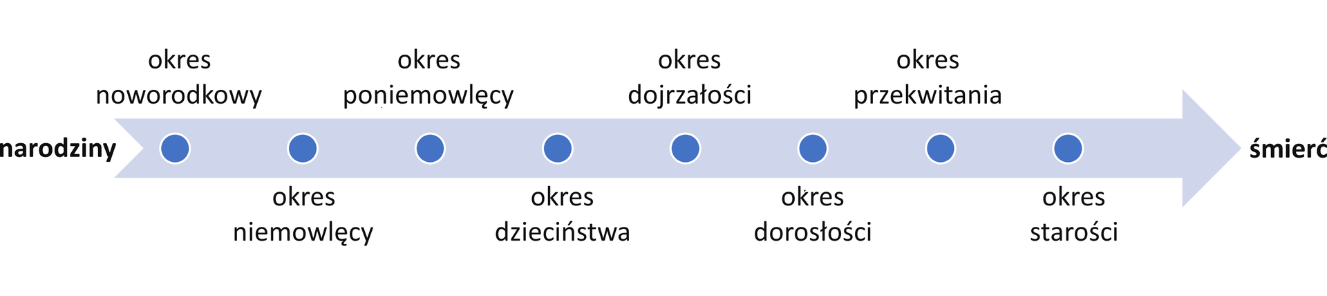 Oś czasu, ukazująca wszystkie etapy życia od narodzin do śmierci. Są to kolejno: narodziny, okres noworodkowy, okres niemowlęcy, okres poniemowlęcy, okres dzieciństwa, okres dojrzałości, okres dorosłości, okres przekwitania, okres starości, śmierć.