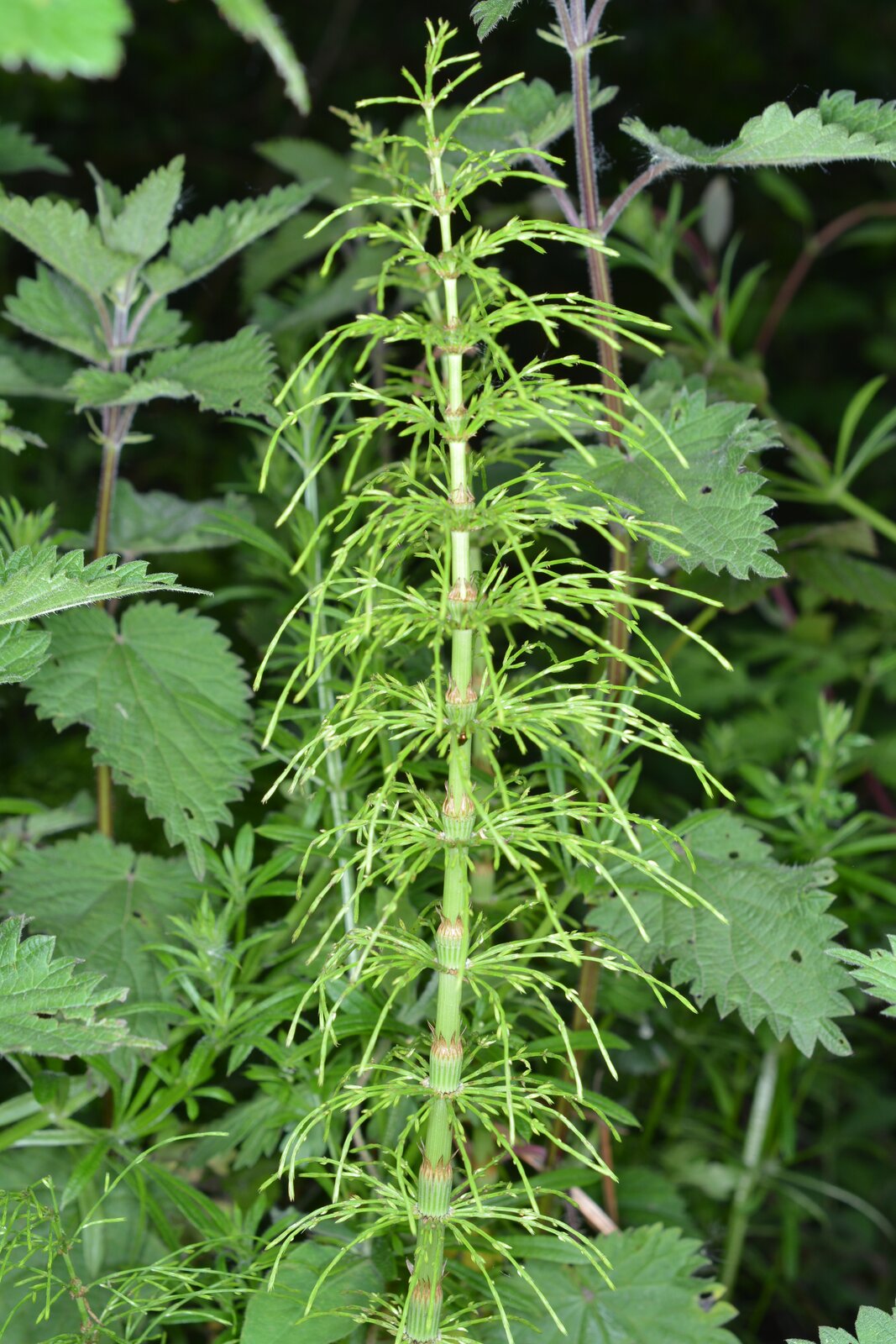 Fotografia przedstawia pojedynczy jasnozielony pęd skrzypu leśnego na tle dwóch roślin w innym odcieniu zieleni. Skrzyp ma zielone, łuskowate liście wyrastające po kilka z jednego miejsca na łodydze i lekko zwisające do dołu.