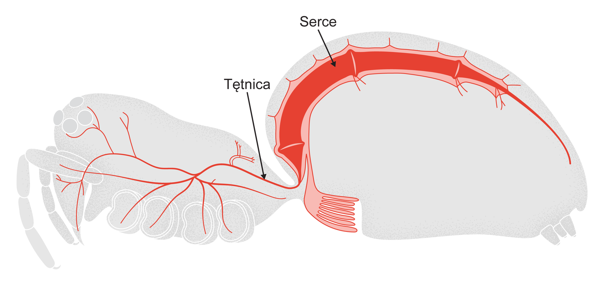 Ilustracja przedstawia układ krwionośny stawonogów na przykładzie pająka. Ukazany jest przekrój podłużny ciała pająka: jego część przednia, czyli głowotułów oraz część tylna, czyli odwłok, a także przednia para odnóży. W głowotułowiu znajduje się tętnica, która rozgałęzia się na całą tę część ciała. Tętnica prowadzi do odwłoka, gdzie na stronie grzbietowej znajduje się serce pająka. Tętnica pompuje także krew do znajdujących się na brzusznej części odwłoka płucotchawek, dzięki którym pająk oddycha.