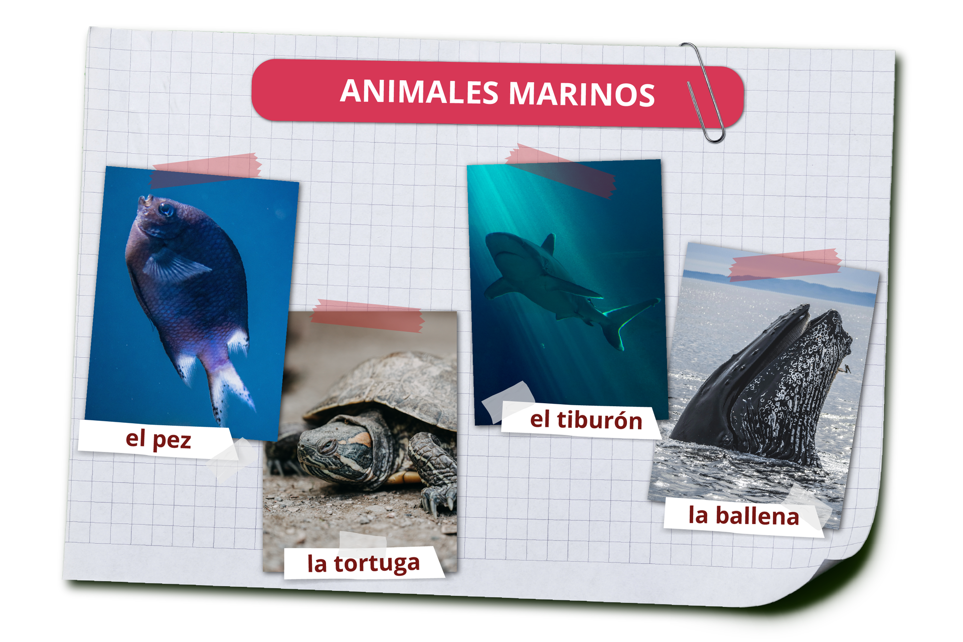 Grafika zawiera nagłówek ANIMALES MARINOS. Pod spodem widoczne są zdjęcia zwierząt i ich hiszpańskie nazwy. Ryba el pez. Żółw la tortuga. Rekin el tiburón. Wieloryb la ballena.