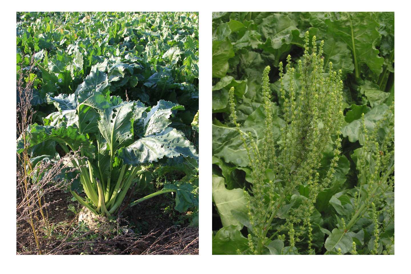 Dwa zdjęcia obok siebie: po lewej pęd buraka w pierwszym roku, widoczna wystająca z ziemi bulwa; po prawej pęd buraka, tzw. pośpiech, z kwiatami, w drugim roku wegetacyjnym.