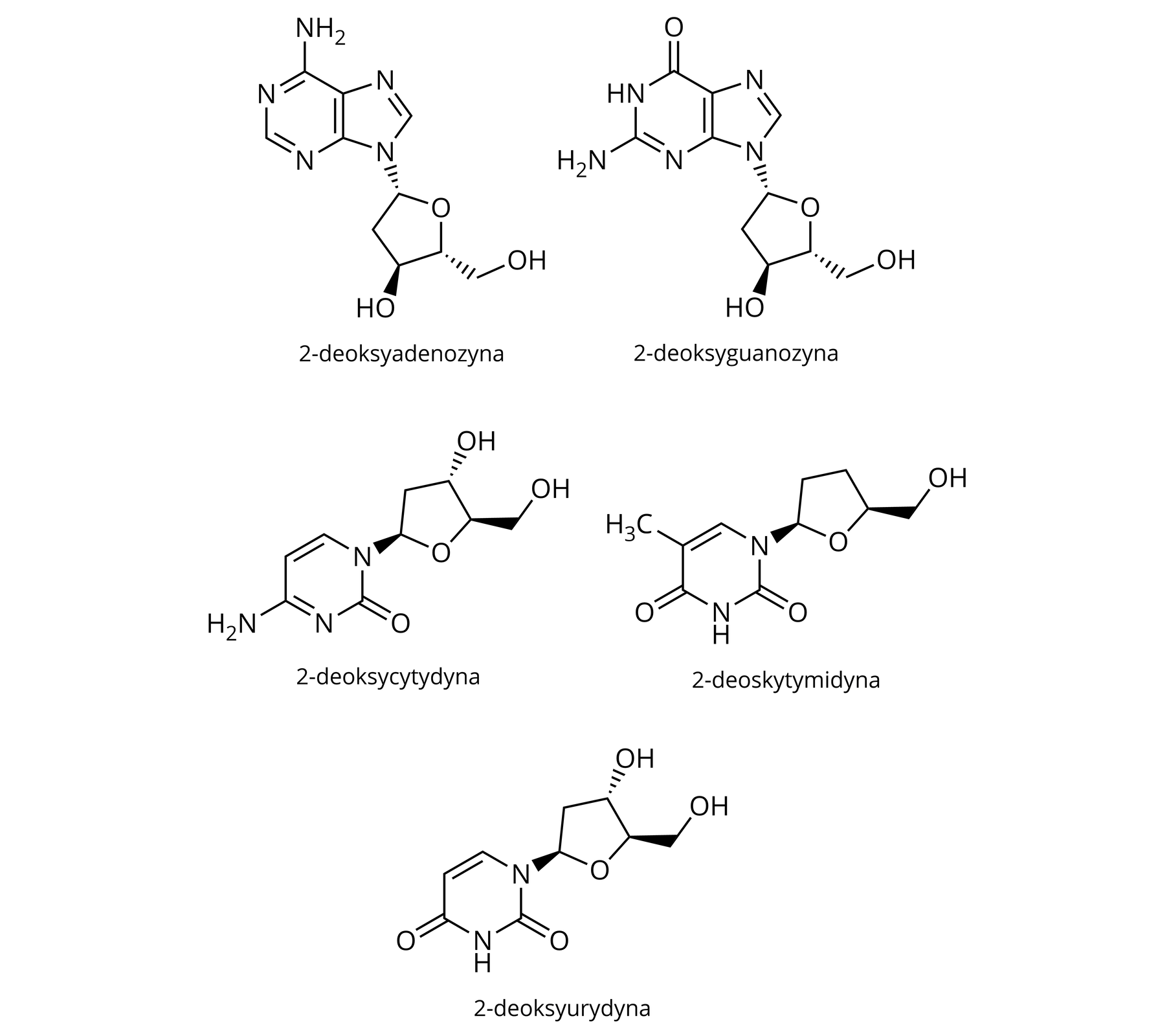 Na ilustracji znajdują się wzory strukturalne nukleozydów zawierających D‑2-deoksyrybozę. Zalicza się do nich: 2‑deoksyadenozynę, 2‑deoksyguanozynę, 2‑deoksycytydynę, 2‑deoksytymidynę, 2‑deoksyurydynę. Atom azotu dowolnej zasady azotowej związany jest z atomem węgla pierścienia D‑2-deoksyrybozy.