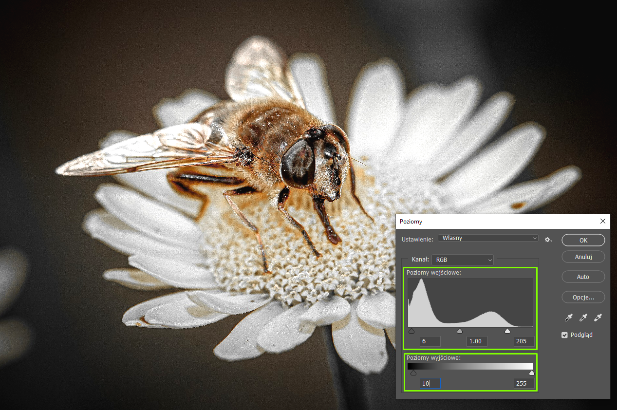 Zdjęcie przedstawia pszczołę siedzącą na białym kwiatku. W prawym dolnym rogu zdjęcia jest okno dialogowe o nazwie: Poziomy. W Ustawieniach wybrano: Własny. W Kanale jest RGB. W Poziomach wejściowych jest histogram. Po lewej stronie ma wartość 6, na środku 1.00, po prawej stronie 205. W Poziomach wyjściowych jest poziomy pasek z odcieniami szarości. Po lewej stronie jest czarny, nieco dalej od końca paska jest wartość 10, następnie w prawo coraz jaśniejszy aż do koloru białego - tam wartość 255. 