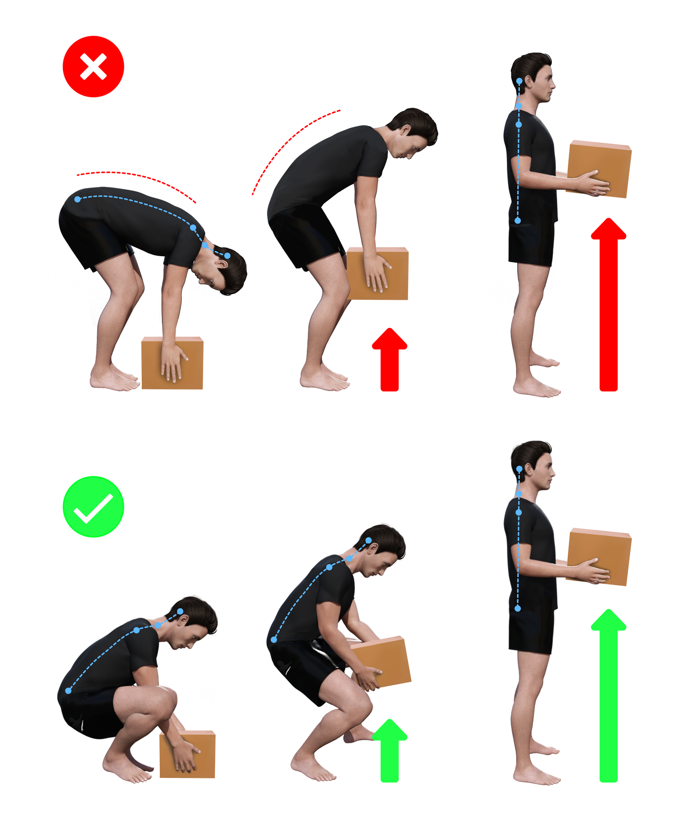 Ilustracja przedstawia sylwetkę człowieka podczas podnoszenia pudełka. Pierwsza sekwencja pozycji jest nieprawidłowa. Człowiek schyla się po pudełko stojące na ziemi. Stoi na wyprostowanych nogach, tylko lekko ugiętych w kolanach i schyla się cały do dołu, by podnieść pudełko. W drugim kroku, mając zgarbione plecy i trzymając pudełko w obu rękach, podnosi je. W trzecim kroku stoi wyprostowany z pudełkiem w ręku.  Druga sekwencja pozycji jest prawidłowa. Człowiek kuca nad pudełkiem stojącym na ziemi. W drugim kroku, mając zgięte w kolanach nogi i prawie wyprostowane plecy, lekko zgarbione podnosi pudełko. W trzecim kroku człowiek stoi wyprostowany z pudełkiem w ręku. 