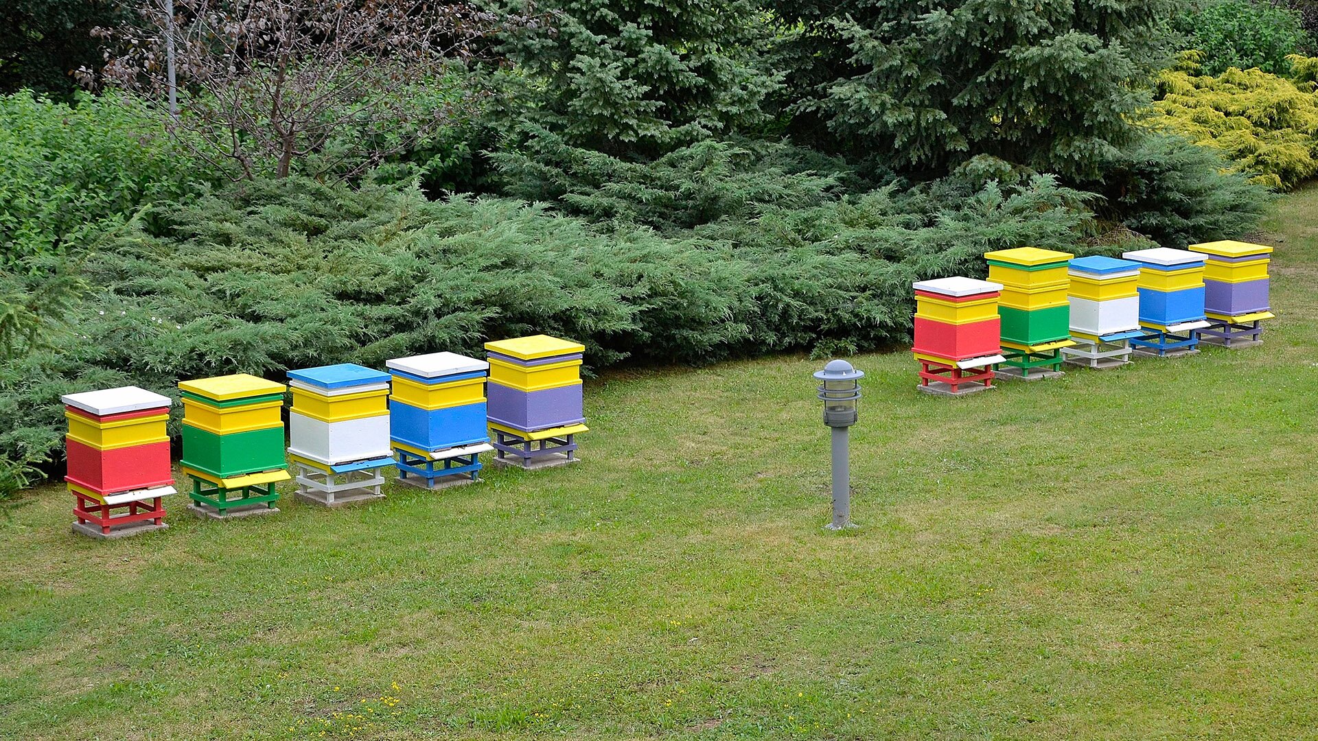 Fotografia przedstawiająca pasiekę założoną w ogrodzie na tyłach budynku Senatu Rzeczypospolitej Polskiej. Kolorowe ule w kształcie sześcianów są ustawione w dwóch rzędach.