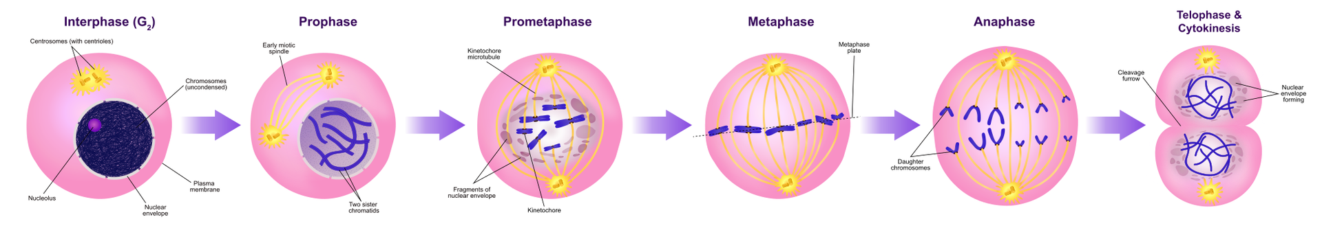 Grafika przedstawia sześć etapów mitozy: Interphase; Prophase; Prometaphase; Metaphase; Anaphase; Telephase and Cytolinesis.