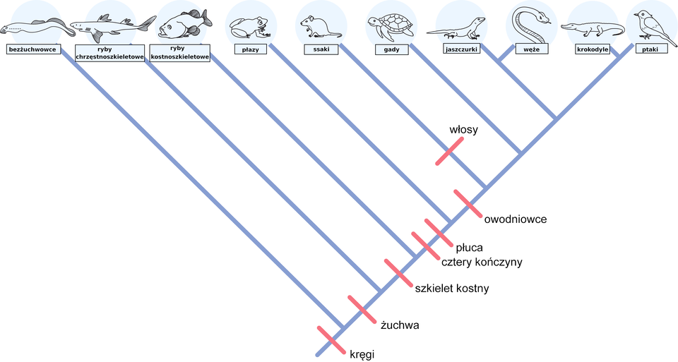 Rysunek przedstawia kladogram kręgowców. Umieszczono na nim cechy występujące u grup zwierząt. Są to w kolejności: bezżuchwowce, ryby chrzęstnoszkieletowe, ryby kostnoszkieletowe, płazy, ssaki, gady, jaszczurki, węże, krokodyle, ptaki. Według kladogramu cechę kręgi posiadają wszystkie te grupy. Cechę: żuchwa posiadają wszystkie grupy za wyjątkiem bezżuchwowców. Cechę: szkielet kostny posiadają wszystkie grupy za wyjątkiem bezżuchwowców i ryb chrzęstnoszkieletowych. Cechę: cztery kończyny i płuca posiadają wszystkie grupy za wyjątkiem:  bezżuchwowców, ryb chrzęstnoszkieletowych i kostnoszkieletowych. Cechę włosy posiadają  tylko ssaki. Owodniowcami są następujące grupy zwierząt: ssaki, gady, jaszczurki, węże, krokodyle i ptaki. 