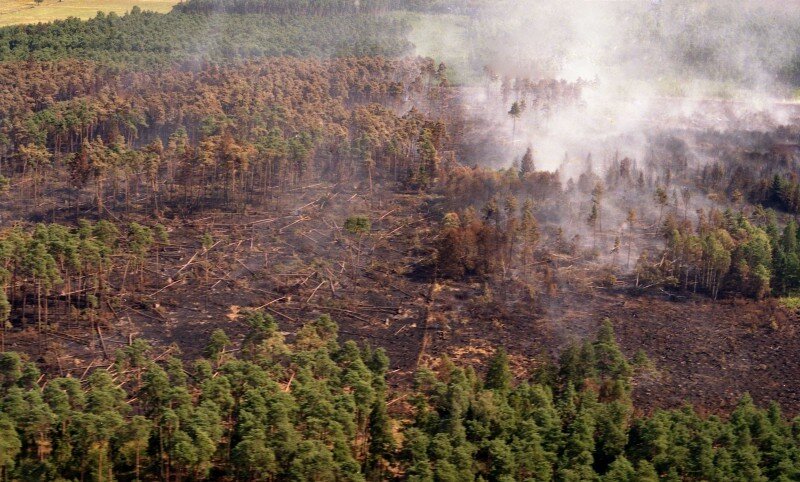 Zdjęcie przedstawia pożar lasu. Na środku zdjęcia znajduje się wypalona czarna ziemia oraz brązowe spalone drzewa. Znad terenu unosi się jasny dym. Na dole i na górze drzewa pozostały nietknięte.