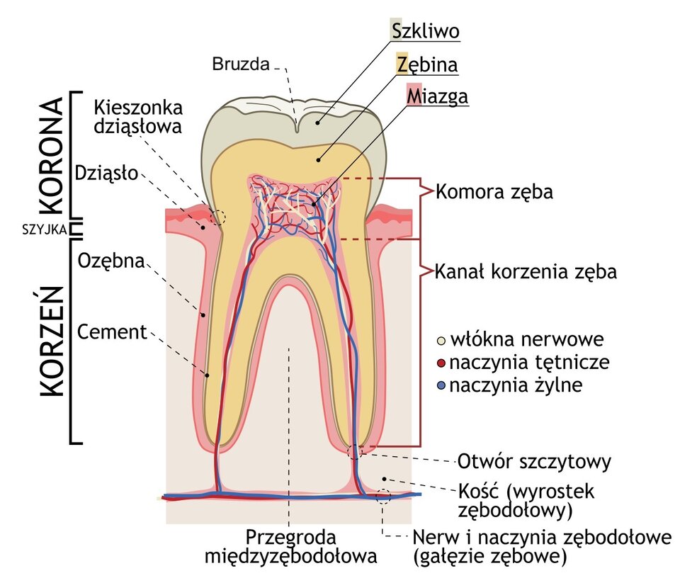 Zdjęcie przedstawia budowę anatomiczną zęba. Ząb składa się z korony, szyjki, oraz korzenia. Korona, czyli najbardziej zewnętrzna część zęba ma białą powierzchnię, na której znajduje się bruzda. Korona zbudowana jest z kilku wart. Najbardziej zewnętrzną stanowi szkliwo, kolejną zębina i ostatnia miazga. Ząb osadzony jest w dziąśle, przy którym tworzy się kieszonka dziąsłowa. Dalej na rysunku zęba widoczne jest lekkie przewężenie, to szyjka. Szyjka łączy się dalej z korzeniem zęba, który zazwyczaj ma postać dwóch odrębnych kanałów. Między korzeniami zęba znajduje się przegroda międzyzębodołowa. Korzenie zęba kończą się otworkiem szczytowym, przez który przebiega nerw i łączy się z nerwem i naczyniem zębodołowym kości (wyrostek zębodołowy).  Wewnątrz korony zęba znajduje się komora, którą wypełniają włókna nerwowe, naczynia tętnicze i naczynia żylne. Biegną one z komory zęba przez kanały korzenia do nerwu i naczyń zębodołowych w kości szczęki. 
