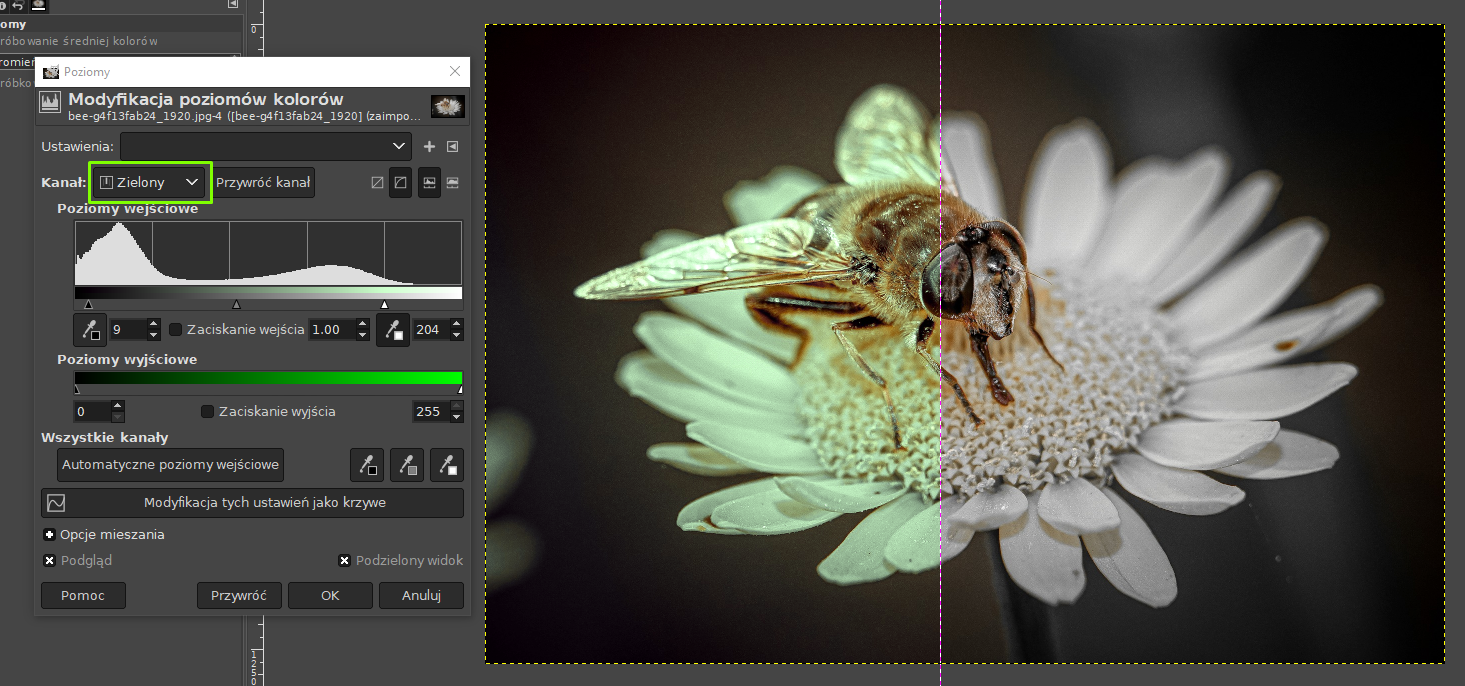 Ilustracja przedstawia okno programu. Po lewej stronie okna jest panel dotyczący Poziomów. Wyróżniono ramką Kanał: Zielony. W opcji Poziomy wyjściowe jest poziomy pasek - po lewej stronie jest czarny, a w prawo coraz intensywniej zielony. Na zdjęciu w obszarze roboczym okna jest pszczoła siedząca na kwiatku. Przez środek zdjęcia pionowo poprowadzono linię. Zdjęcie po lewej stronie linii jest zielonkawe, prawa część zdjęcia ma szare tło, kwiatek jest biały. 