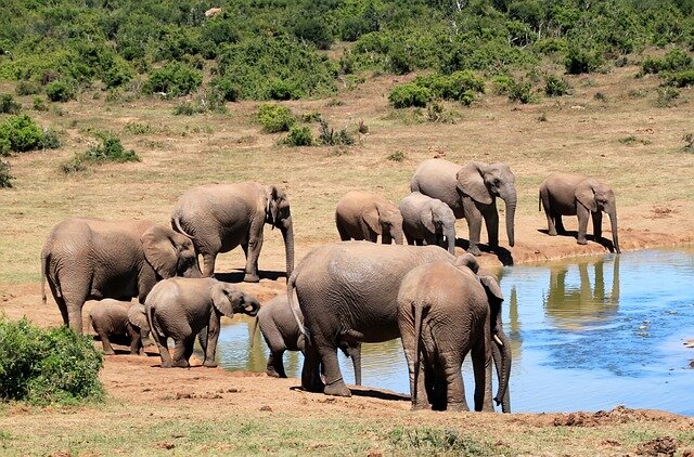 Zdjęcie przedstawia grupę zwierząt przy zbiorniku wodnym. Stado słoni składające się zarówno z dorosłych, jak i młodych osobników korzysta z wodopoju.