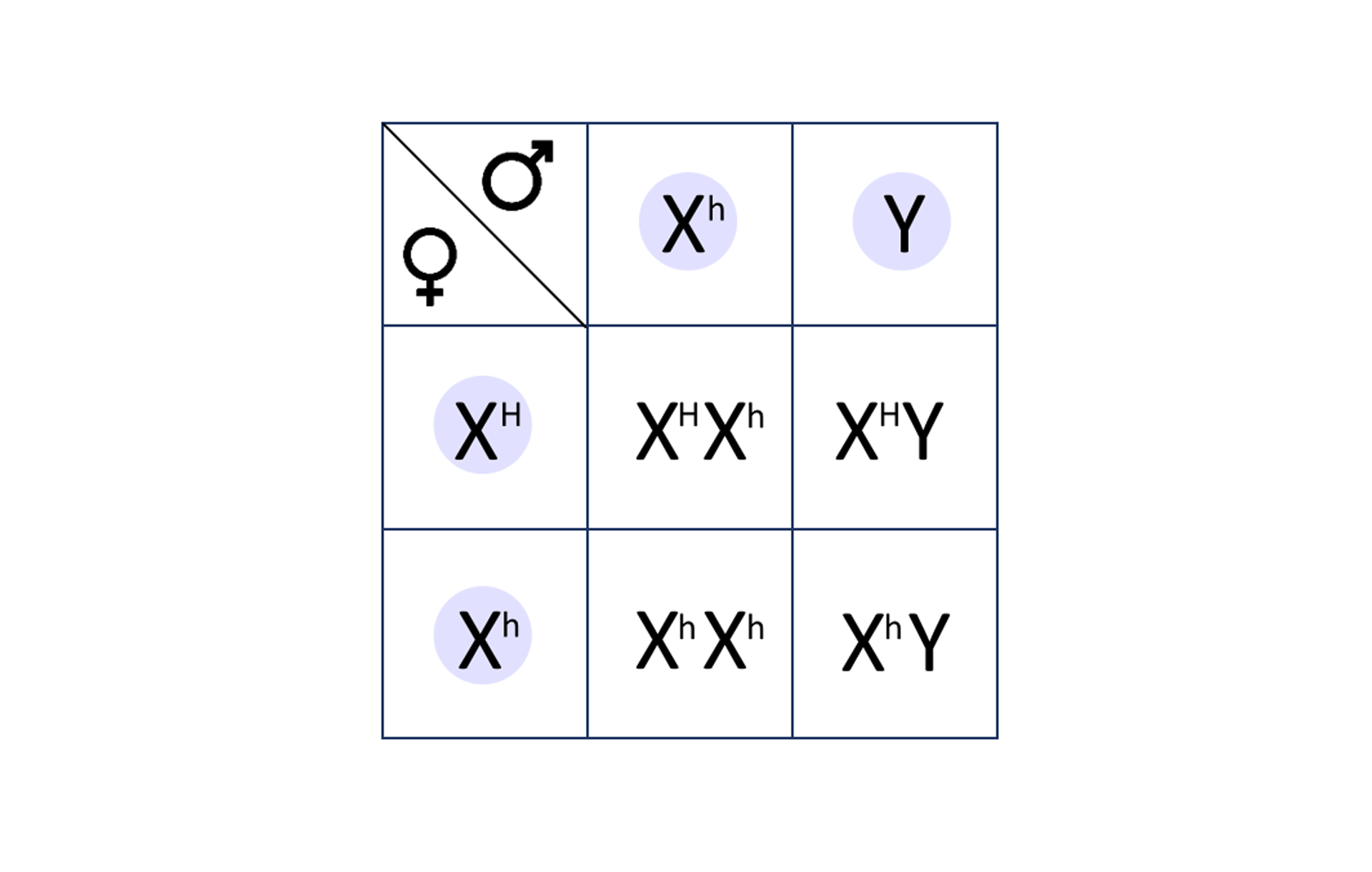Ilustracja przedstawia krzyżówkę w postaci szachownicy. Są dwie kolumny i dwa poziome rzędy. W pierwszej kolumnie jest zapis duża litera X indeks górny mała litera h. W drugiej kolumnie jest duża litera Y. W pierwszym, górnym rzędzie jest gameta zapisana dużą literą X indeks górny duża litera H. W drugim rzędzie jest gameta zapisana dużą literą X indeks górny mała litera h. Wynik krzyżowania jest następujący: gameta męska z pierwszej kolumny duże X indeks górny małe h w połączeniu z gametą żeńską z pierwszego rzędu duże X indeks górny duże H daje duże X indeks górny duże H duże X indeks górny małe h. Z połączenia gamety męskiej o zapisie duże X z indeksem górnym małe h z gametą żeńską o zapisie duże X indeks górny małe h daje duże X indeks górny małe h duże X indeks górny małe h. Z połączenia gamety męskiej Y z gametą żeńską duże X indeks górny duże H powstaje genotyp duże X indeks górny duże H duże Y. Z połączanie dużego Y z gametą żeńską o zapisie duże X indeks górny małe h powstaje genotyp duże X indeks górny małe h duże Y.     