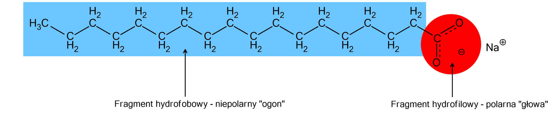 Ilustracja przedstawia budowę cząsteczki mydła - stearynianu sodu. Składa się z części hydrofobowej, czyli niepolarnego ogona i części hydrofilowej, czyli polarnej głowy. Ogon tworzą połączone ze sobą grupy metylenowe, tworzące zygzakowaty łańcuch. Na końcu łańcucha po lewej stronie jest grupa metylowa. Po prawej stronie łańcucha jest głowa. Składa się z dwóch atomów tlenu połączonych z atomem węgla. Część tę zaznaczono jako anion i opisano: fragment hydrofilowy - polarna "głowa".  Poza nią znajduje się kation sodu.     