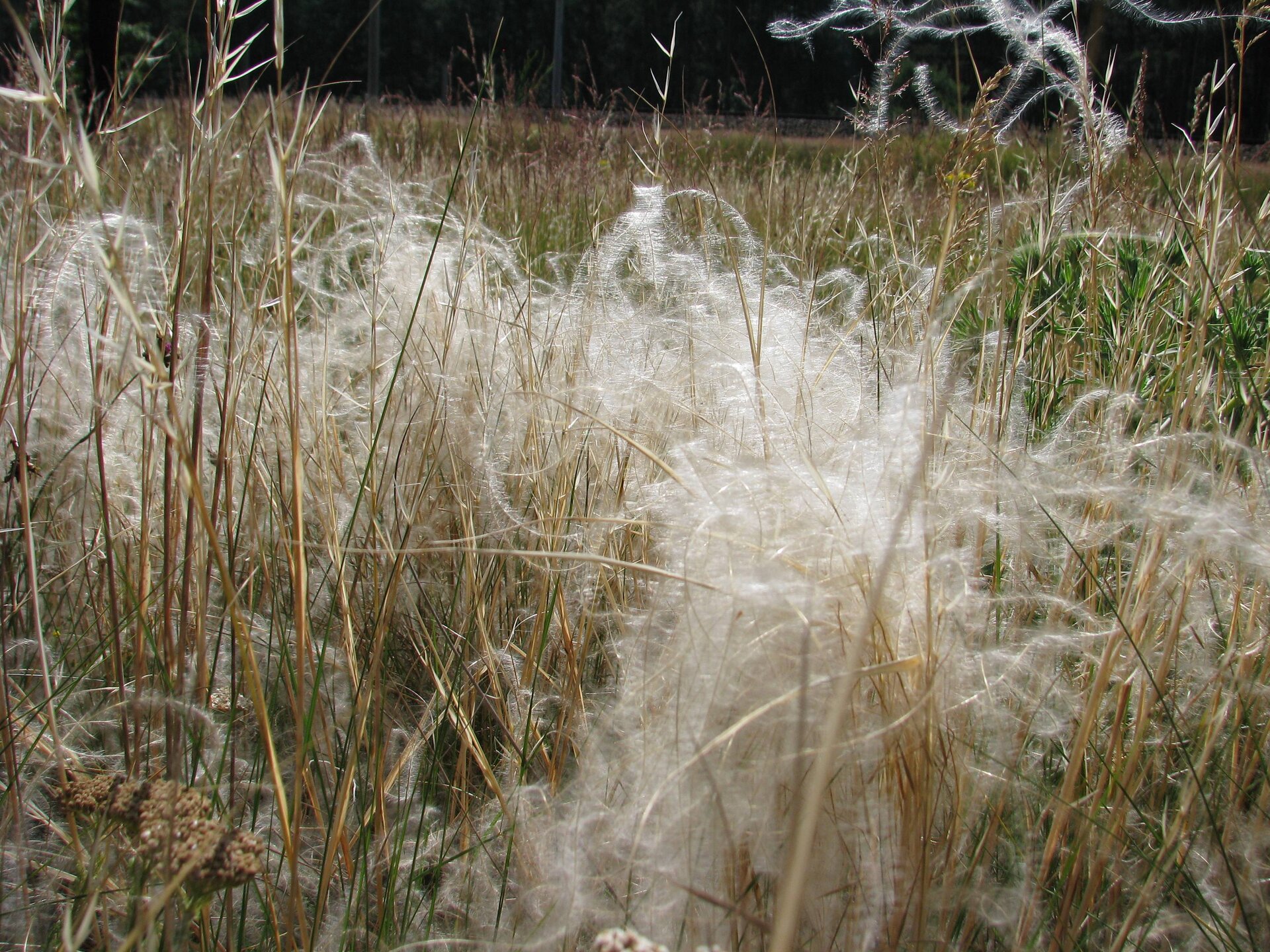 Fotografia terenu porośniętego wysoką, żółtą trawą. Pomiędzy rozrasta się trawiasta roślina, której cienkie łodygi pokryte są bardzo drobnymi, gęstymi włoskami,  przez co całość przypomina z oddali kłęby waty.