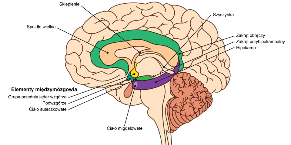 Ilustracja przedstawia schemat układu limbicznego człowieka. Mózg ma pofałdowaną powierzchnię, w tylnej części leży móżdżek. W środkowej części zaznaczono elementy międzymózgowia: grupa przednia jąder wzgórza, podwzgórze oraz ciało suteczkowate jako półkolista wyniosłość. W ich sąsiedztwie leży hipokamp mający na schemacie kształt półkola. Na tle jego przedniej części jest niewielkie ciało migdałowate. Przy hipokampie zaznaczono zakręt przyhipokampowy. Nad hipokampem leży szyszynka. Powyżej hipokampu jest część mózgowia - spoidło wielkie mózgu. W środkowej części ma sklepienie. W górnej części i na bokach spoidło okala struktura, w której tylnej części zaznaczono zakręt obręczy. 