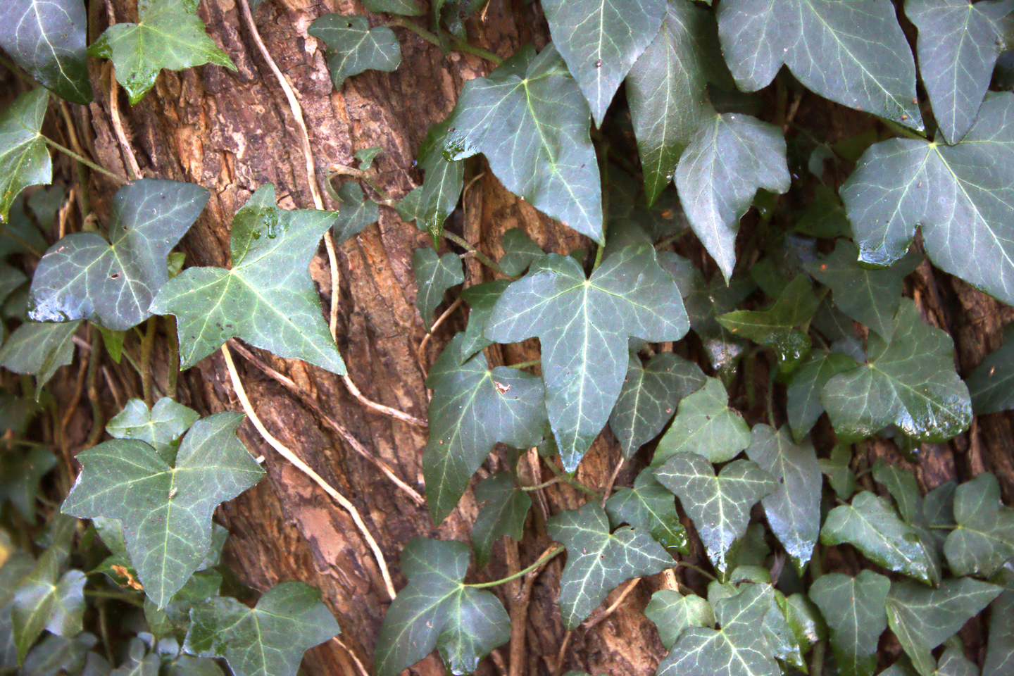 Fotografia prezentuje pnącze bluszczu pospolitego na pnie drzewa.