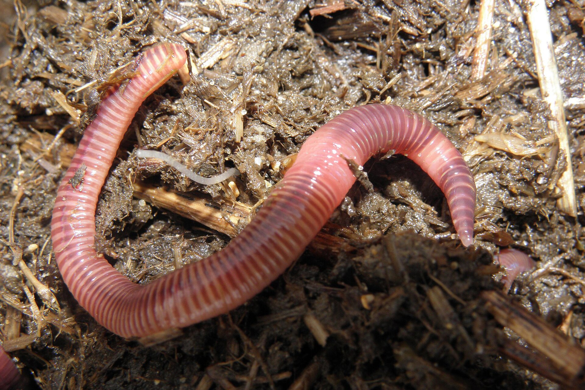 Na planszy widoczna jest dżdżownica. Ma podłużne, zagięte, różowe, szerokie, segmentowane ciało z jasnym, niedużym siodełkiem. Znajduje się na brązowej, mokrej ziemi.