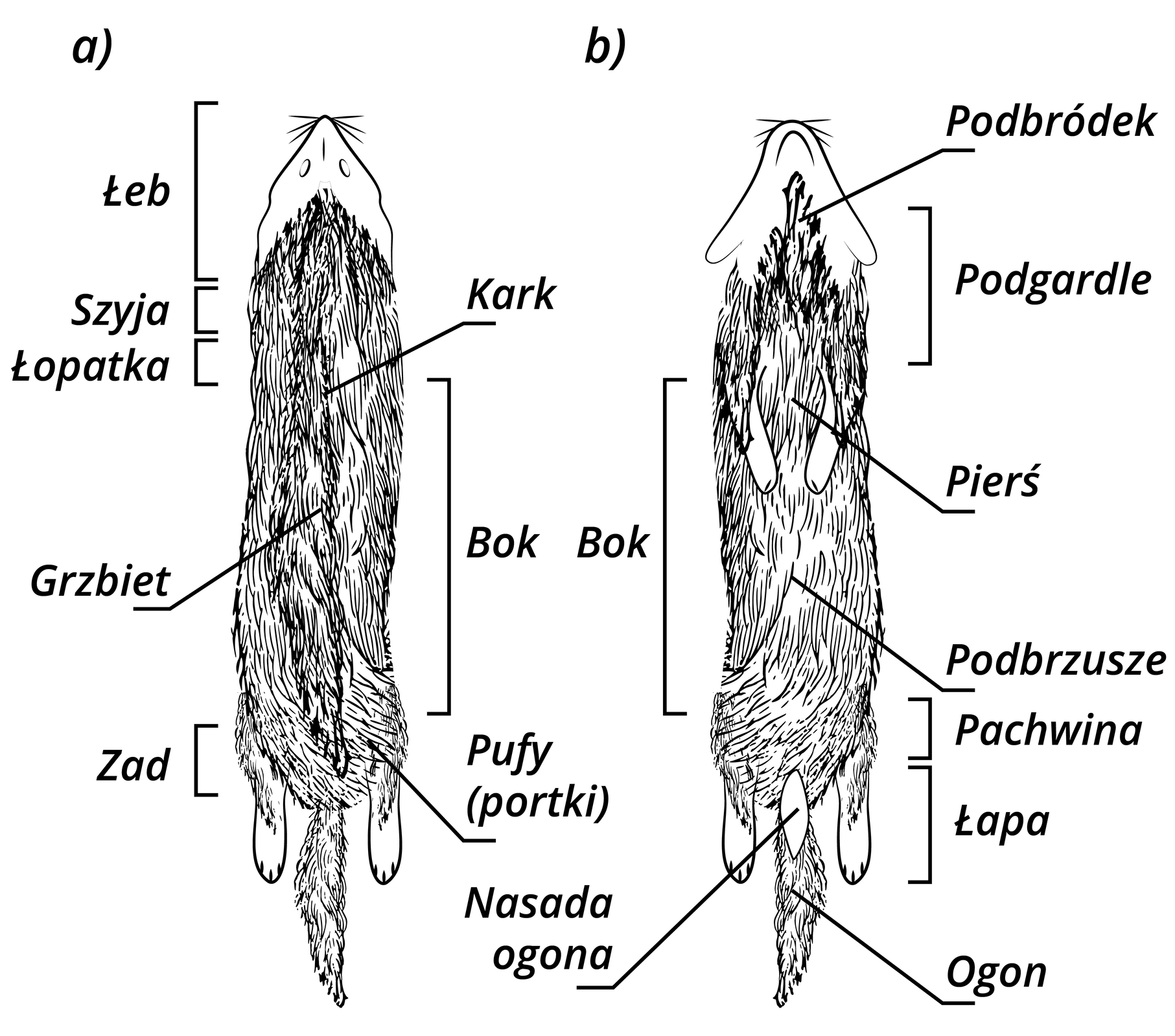 Grafika przedstawia schemat skóry widocznej z dwóch stron. Wszystkie elementy są odpowiednio podpisane. Na pierwszym schemacie od góry znajdują się łeb, szyja, łopatka, niżej kark i grzbiet. Cała środkowa część to bok. Na dole zad, pufy (portki). Na drugim schemacie od góry znajdują się podbródek, podgardle, pierś, podbrzusze, pachwina, łapa, na samym dole nasada ogona i ogon.