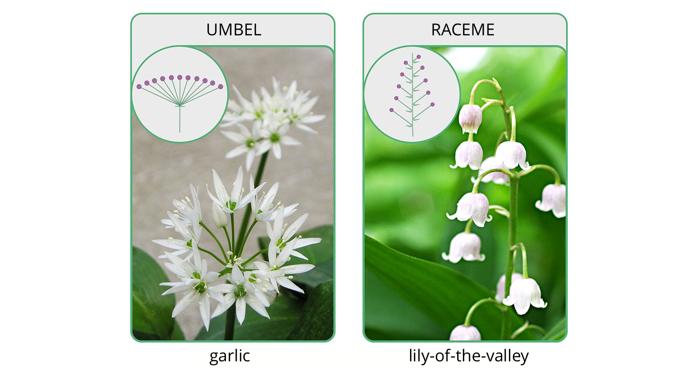 Fotografia po lewej przedstawia luźny kwiatostan, złożony z białych kwiatów, wzniesionych na cienkich łodyżkach. Tak wygląda baldach.  Nad fotografią napis: Umbel. Pod fotografią napis: garlic.Fotografia przedstawia zieloną łodyżkę, z której zwisają białe dzwonkowate kwiaty. To grono.  Nad fotografią napis: Raceme. Pod fotografią napis: lily-of-the-valley.
