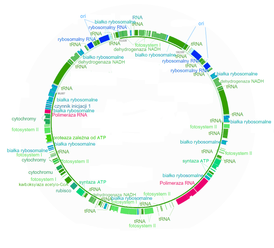 Ilustracja przedstawia kolistą cząsteczkę chloroplastowego DNA tytoniu szlachetnego, na której różnymi odcieniami koloru zielonego zaznaczone zostały liczne geny kodujące białka związane z fotosyntezą, na niebiesko mniej liczne geny kodujące białka rybosomalne oraz rRNA, a na różowo polimerazę RNA. Polimeraza występuje dwukrotnie. Na obwodzie okręgu poczynając od miejscy odpowiadającym godzinie 12 na tarczy zegara znajduje się kolejno: zielona cząsteczka RNA, fotosysystem jeden, dehydrogenaza NADH, białko rybosomalne, ori, tRNA, rybsomalny RNA, tRNA, rybosomalny RNA, tRNA, białka rybosomalne, dehydrogenaza NADH, tRNA, tRNA, białka rybosomalne, tRNA, fotosystem dwa, tRNA, białko rybosomalne, fotosystem dwa, tRNA, tRNA, syntaza ATP, białko rybosomalne, polimeraza RNA, tRNA, fotosystem dwa, białka rybosomalne, fotosysytem dwa, tRNA, fotosystem jeden, białka rybosomalne, tRNA, dehydrogenaza NADH, tRNA, syntaza ATP, rubisco, karboksylaza acetylo – CoA, fotosystem jeden, cytochromy, fotosystem dwa, cytochromy, fotosystem jeden, białka rybosomalne, proteaza zależna od ATP, fotosystem dwa, cytochromy, polimeraza RNA, białka rybosomalne, czynnik inicjacji, białka rybosomalne, symbol 86,687, tRNA, tRNA, dehydrogenaza NADH, białko rybosomalne, tRNA, rybosomalny RNA, ori, tRNA, tRNA, ori, symbol 10,028, rybosomalny RNA, fotosystem jeden i białko rybosomalne.