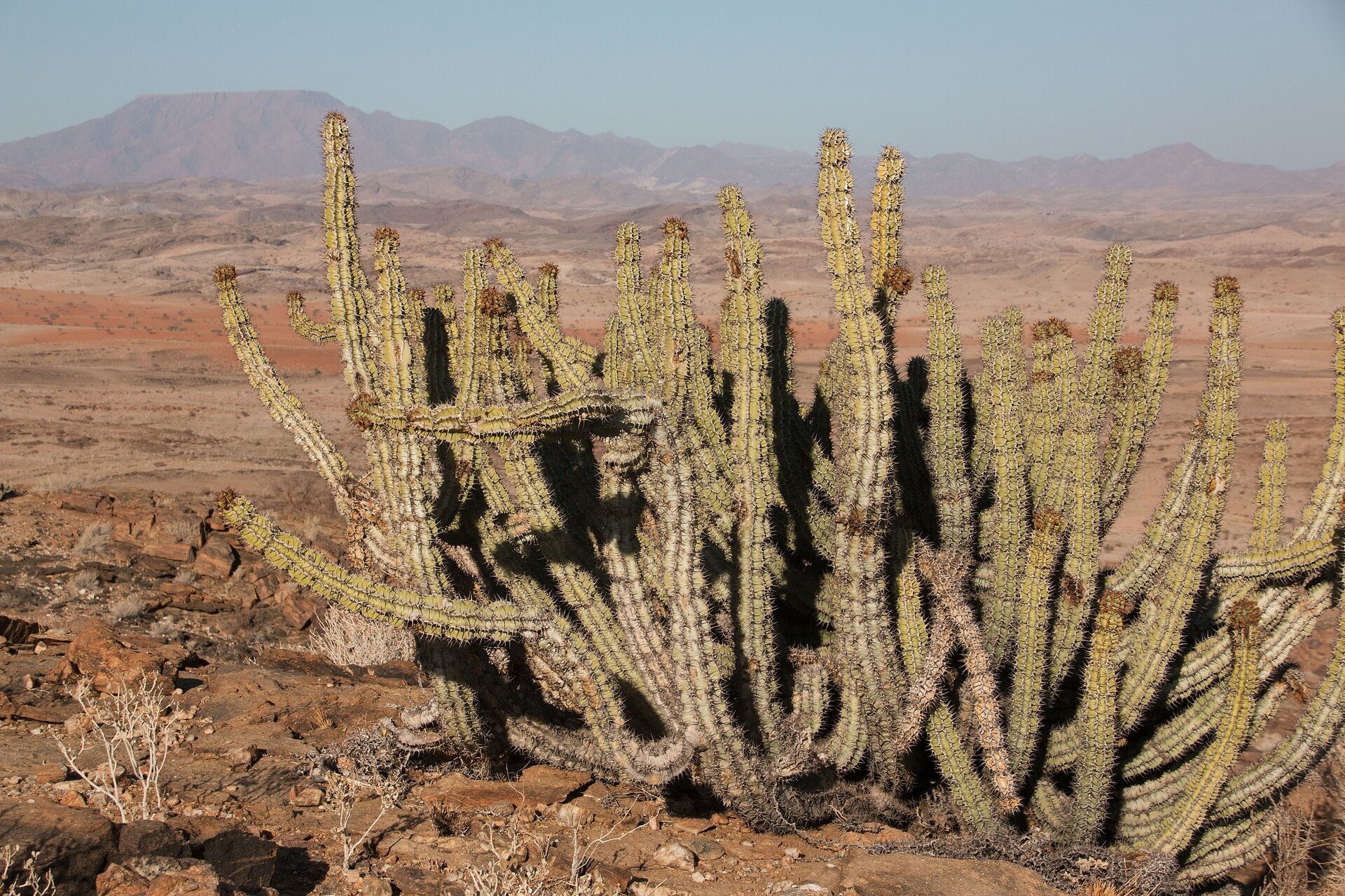 Na zdjęciu kolczasta roślina na pustyni. Przypomina gęsto rosnącego pionowego kaktusa, który rozgałęzia się jak krzew. Duże kolce, roślina jasnozielonego koloru. Dookoła spękany, suchy teren, jałowa gleba, pokryta gdzieniegdzie kamieniami. W tle pasmo górskie.