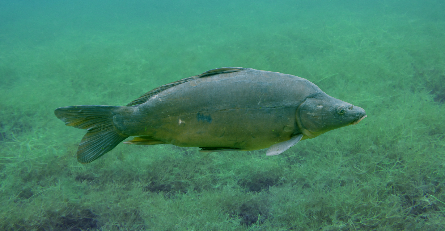 Fotografia przedstawiająca płynącego w prawą stronę karpia tuż nad dnem wody. Na dnie widoczne algi. Ryba ma wydłużone, grube, wysokie ciało, pokryte drobnymi łuskami. Otwór gębowy w dolnej części głowy. Obok otwartego skrzela widoczna krótka pojedyncza płetwa, płetwa grzbietowa wzdłuż grzbietu. Na podbrzuszu krótkie, małe płetwy brzuszne. Ciało ryby zakończone płatwą parzystą.