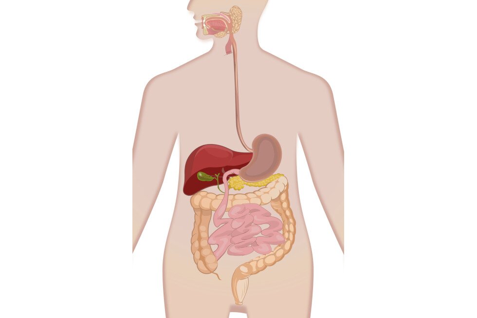 Anatomiczna ilustracja przedstawia strukturę układu pokarmowego człowieka. Od góry jama ustna człowieka, gruczoły ślinowe, długi przełyk prowadzący do żołądka, wątroba, trzustka, dwunastnica,  jelito cienkie, jelito grube, odbytnica. 