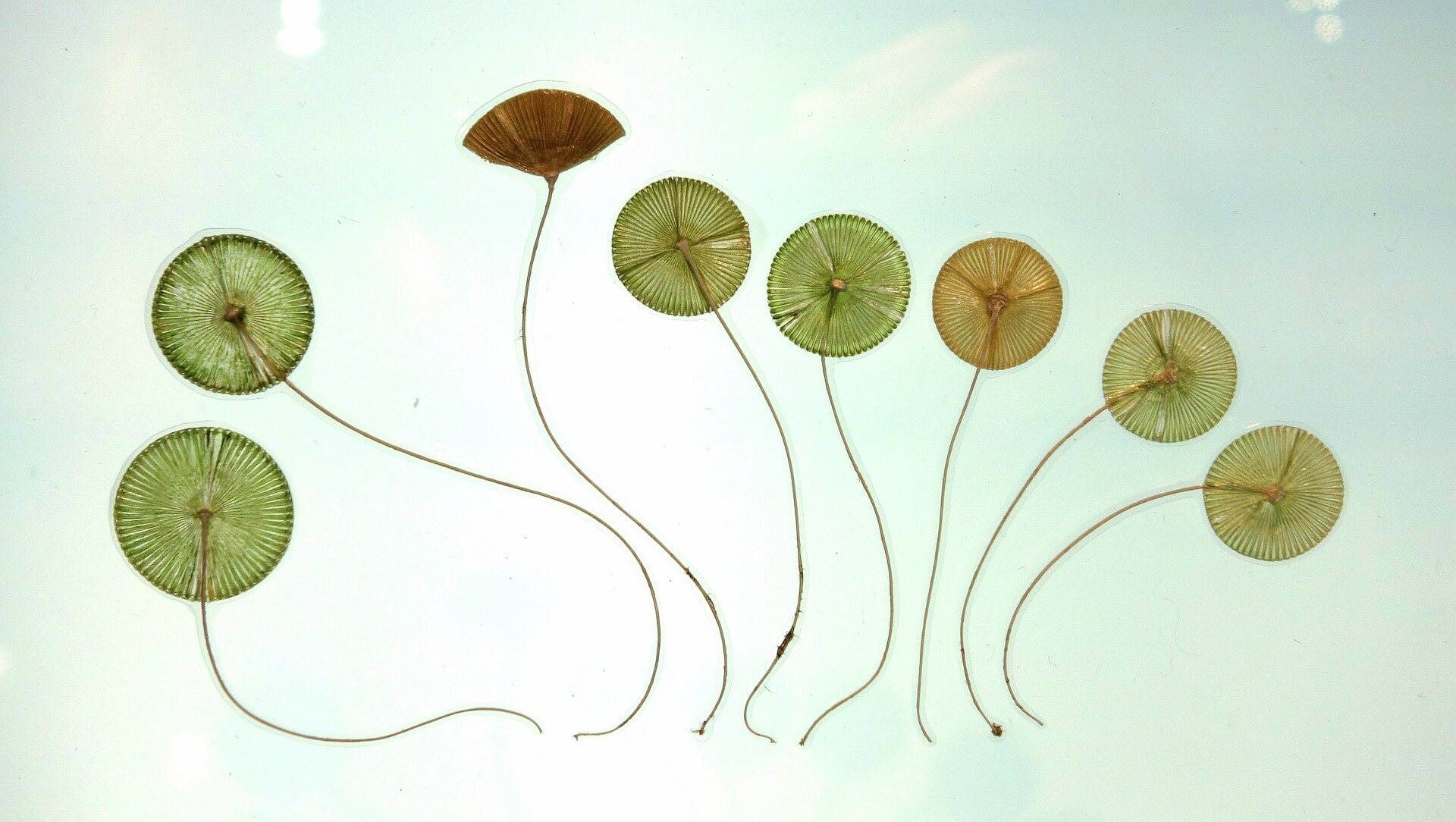 Ilustracja przedstawia glony z gromady zielenic. Widoczne są okrągłe formy. Z każdej z nich zwisa pojedyncza, bardzo wąska linia przypominająca nitkę. Formy mają kształt parasola. Jedna z nich jest koloru brązowego. Pozostałe są zielone i rudawe. Wypełnienie jest prążkowane. Formy są rozmieszczone w jednej linii, nie stykając się ze sobą.