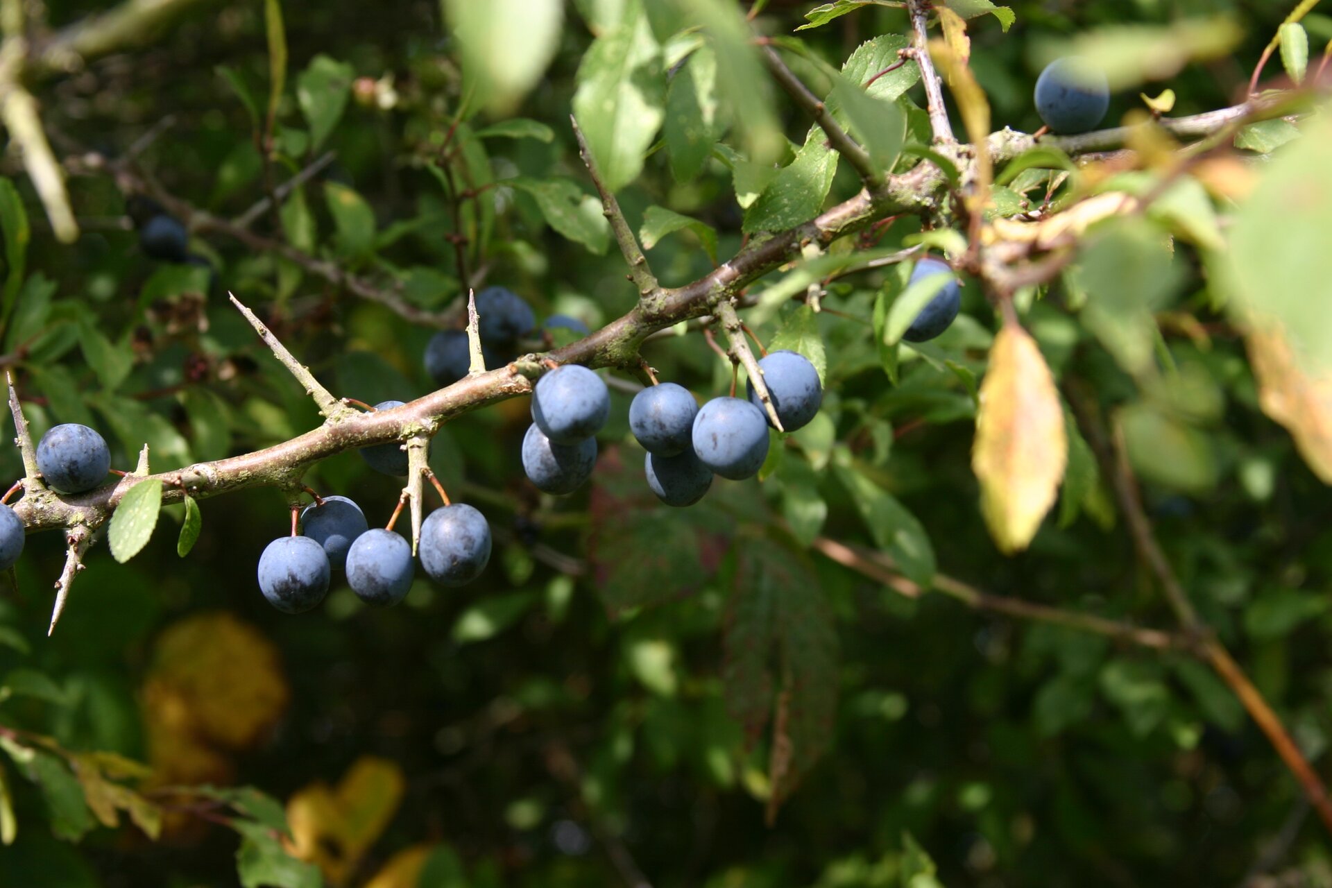 Fotografia przedstawia zbliżenie gałązki tarniny z niebieskimi, kulistymi owocami. Między nimi wyrastają krótkie, ostro zakończone ciernie.