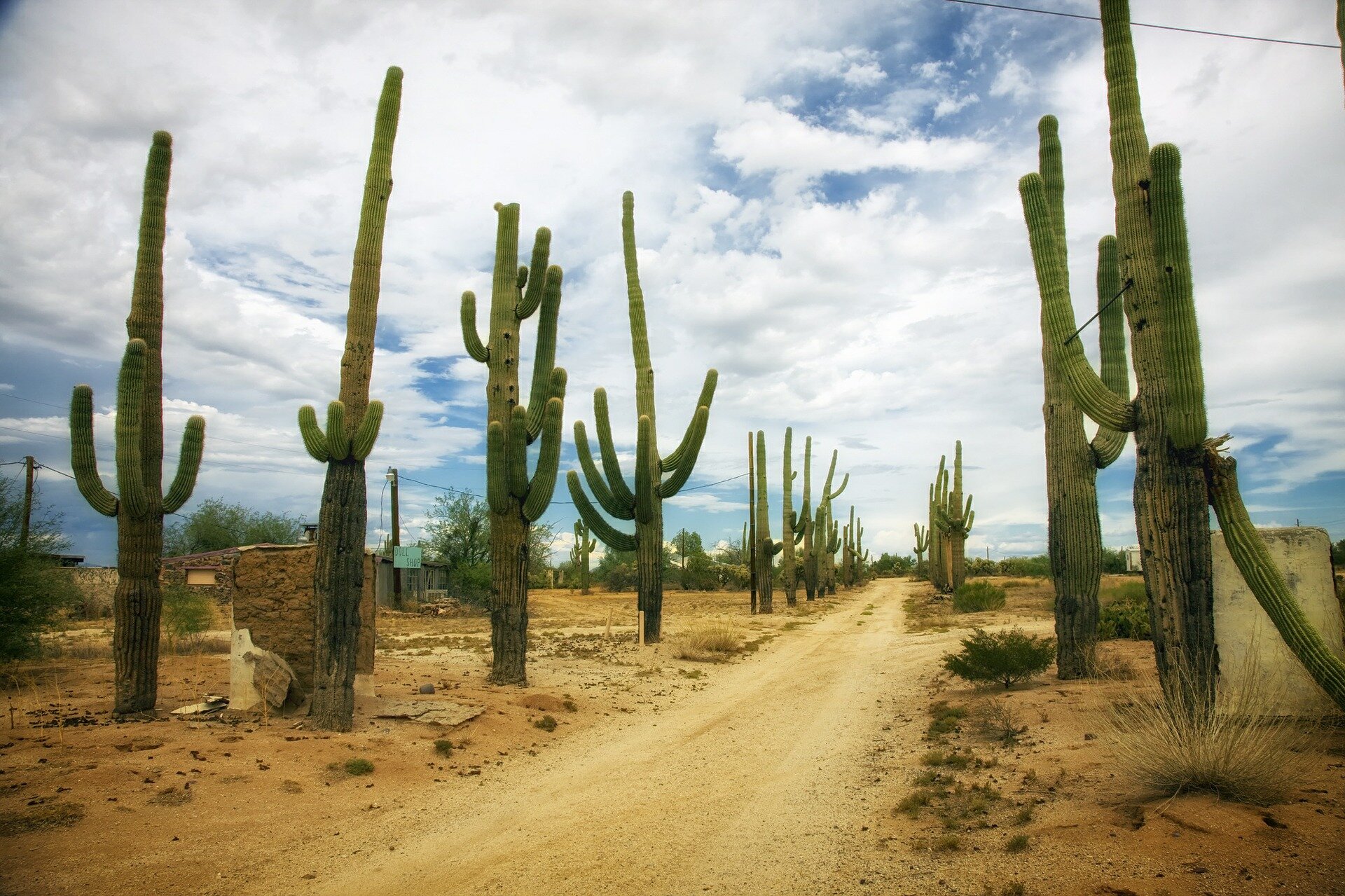 Zdjęcie przedstawia płaski, piaszczysty teren. Przez środek zdjęcia biegnie ścieżka. Po jej dwóch stronach rosną wysokie kaktusy - saguaro. Mają pokrój kolumnowy - z głównego pnia wyrastają po bokach kolejne odnogi skierowane ku górze.